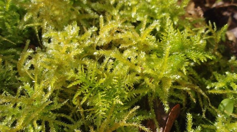 Photographie de Helminthocorton, Corsican moss