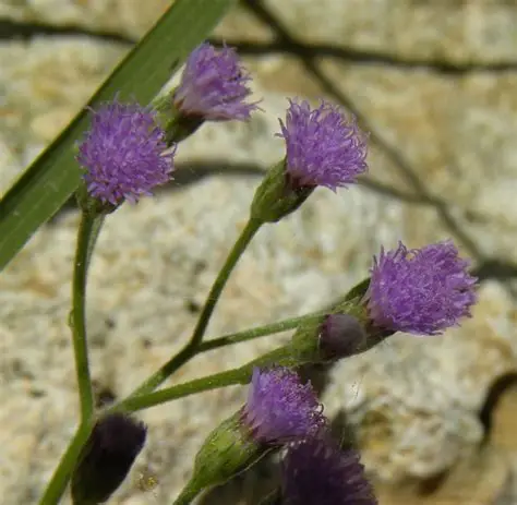 Photographie de Vergerette