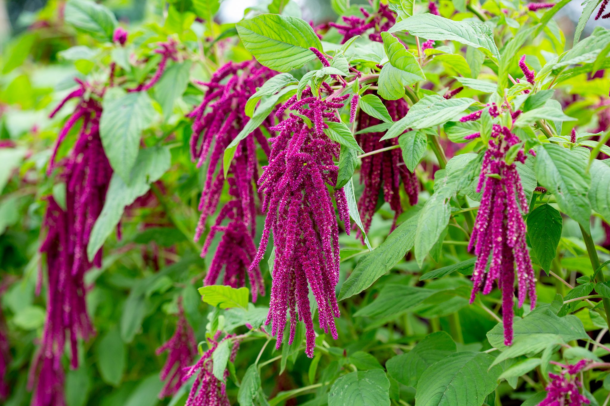 Photographie de Kiwicha, Love-lies-bleeding