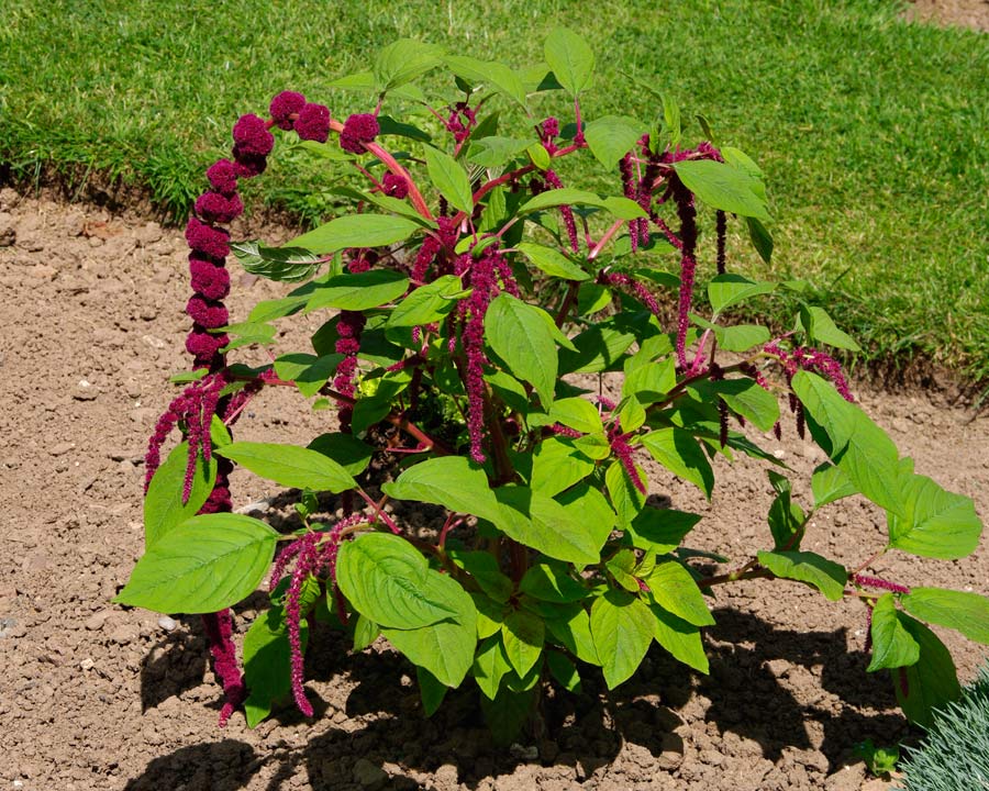 Photographie de Kiwicha, Love-lies-bleeding