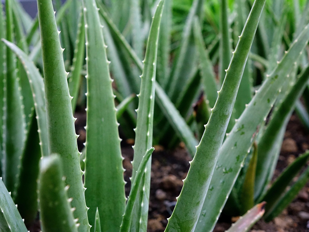 Photographie de Aloe Vera