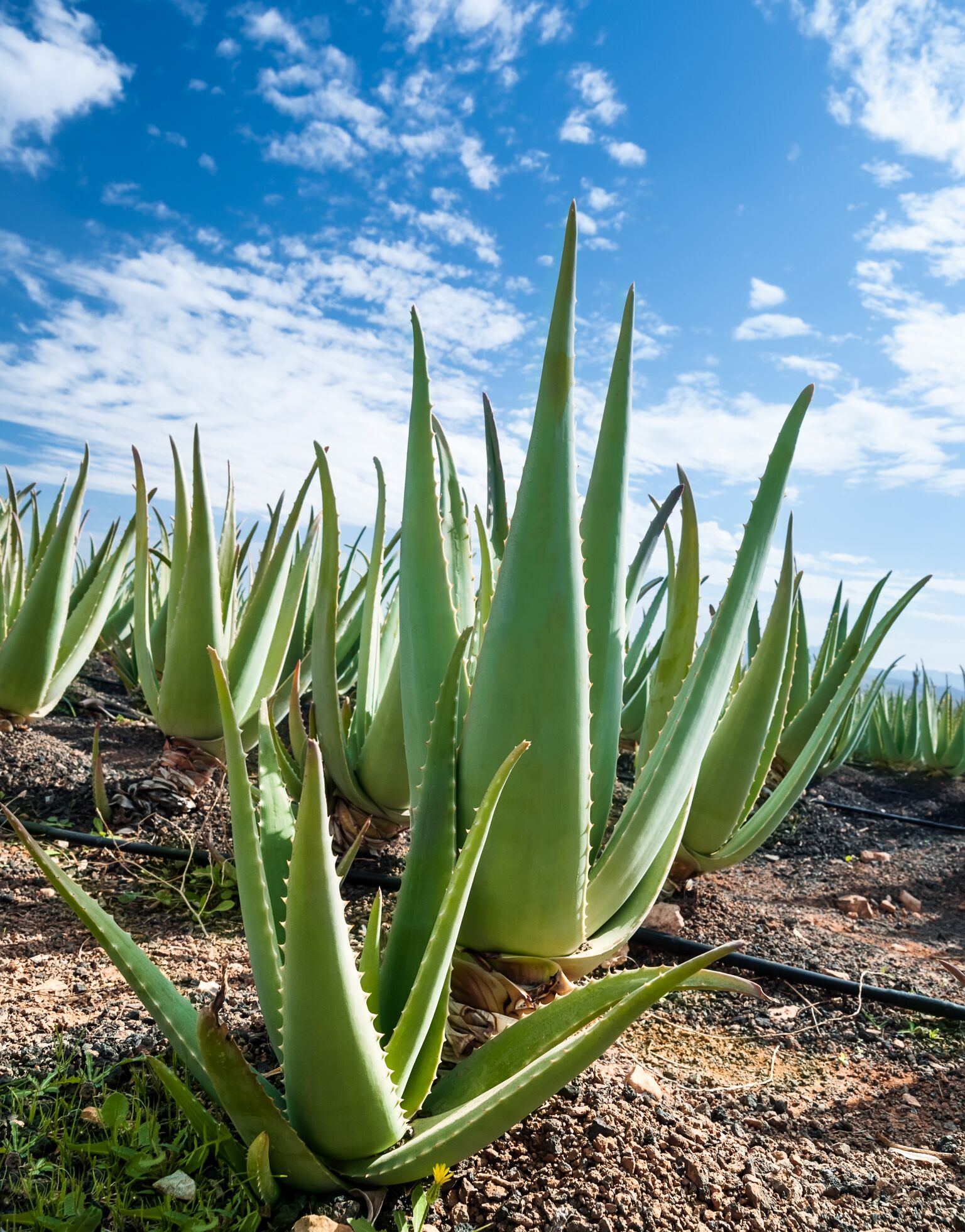Photographie de Aloe Vera