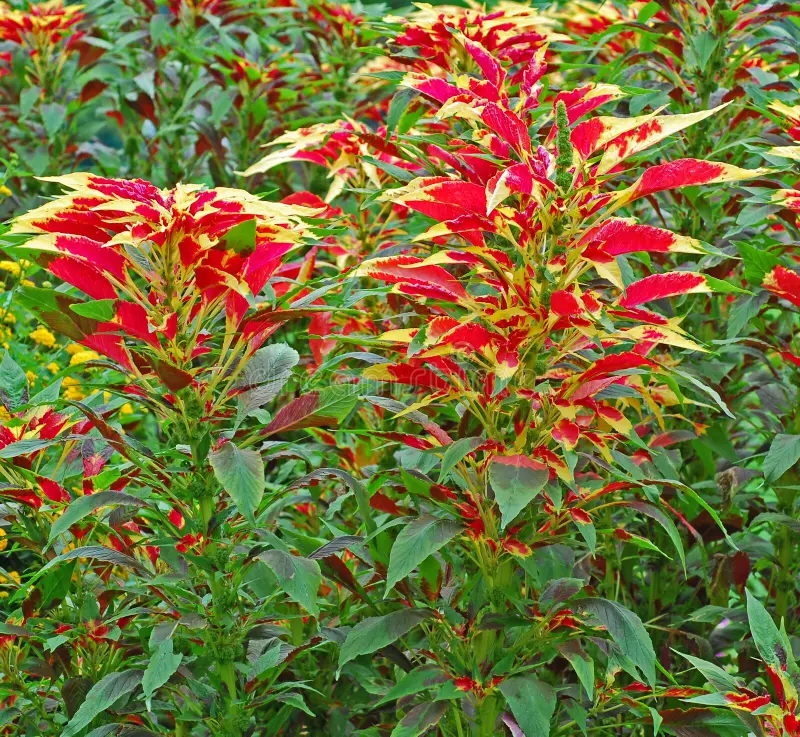 Photographie de Épinard chinois, Chinese spinach