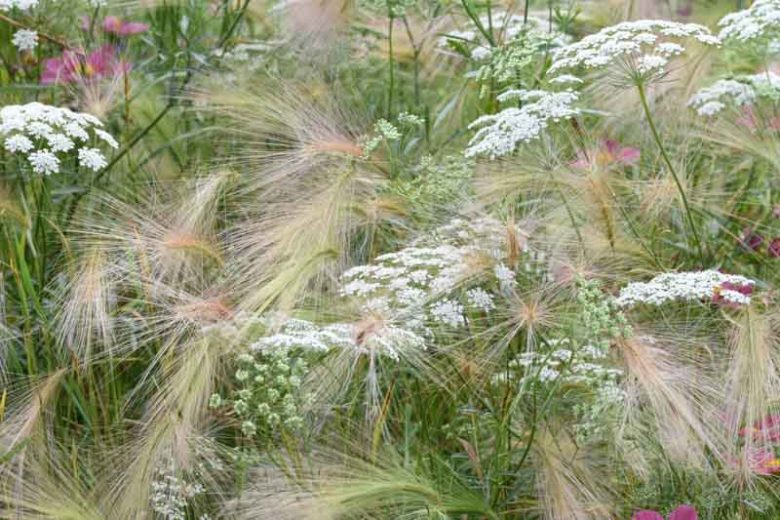 Photographie de Herbe aux taches blanches, Ammi élevé