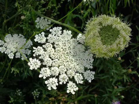 Photographie de Herbe aux taches blanches, Ammi élevé