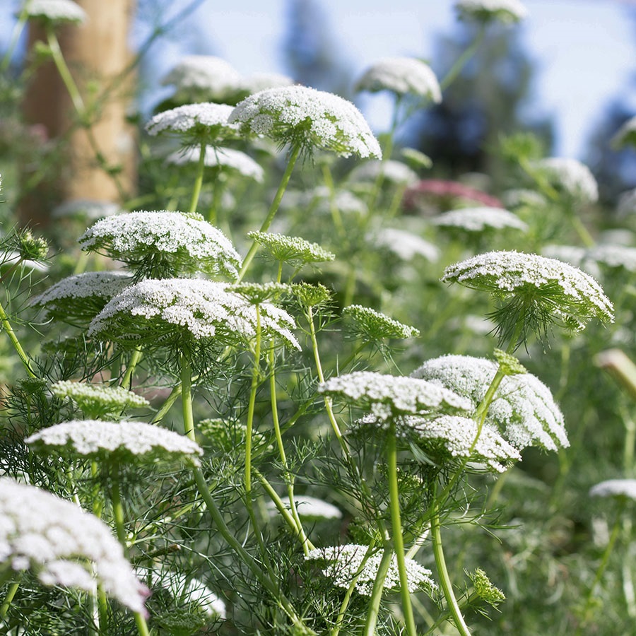 Photographie de Herbe aux taches blanches, Ammi élevé