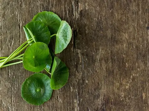 Photographie de Gotu kola
