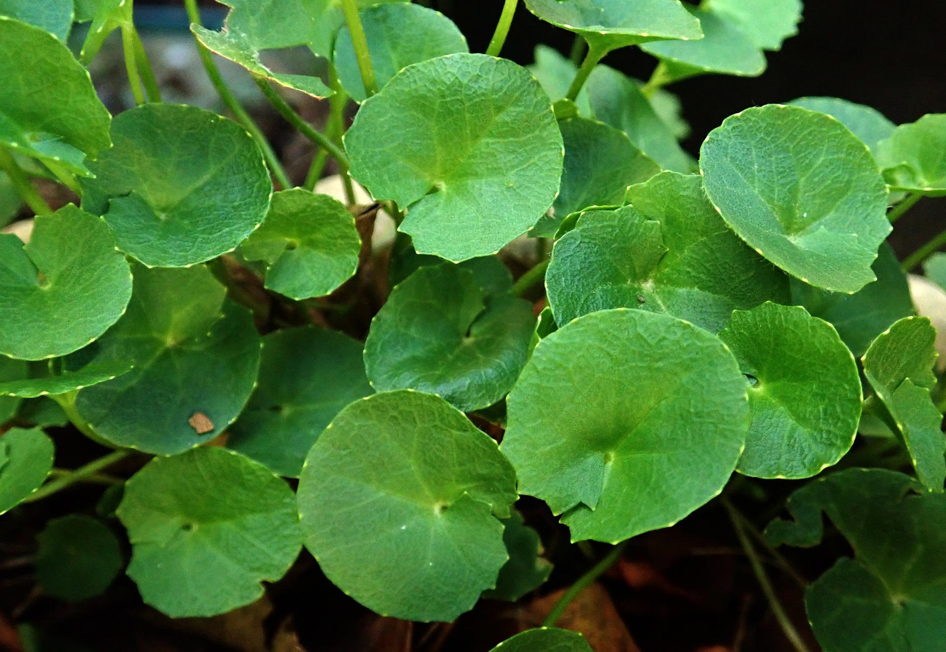 Photographie de Centella Asiatica