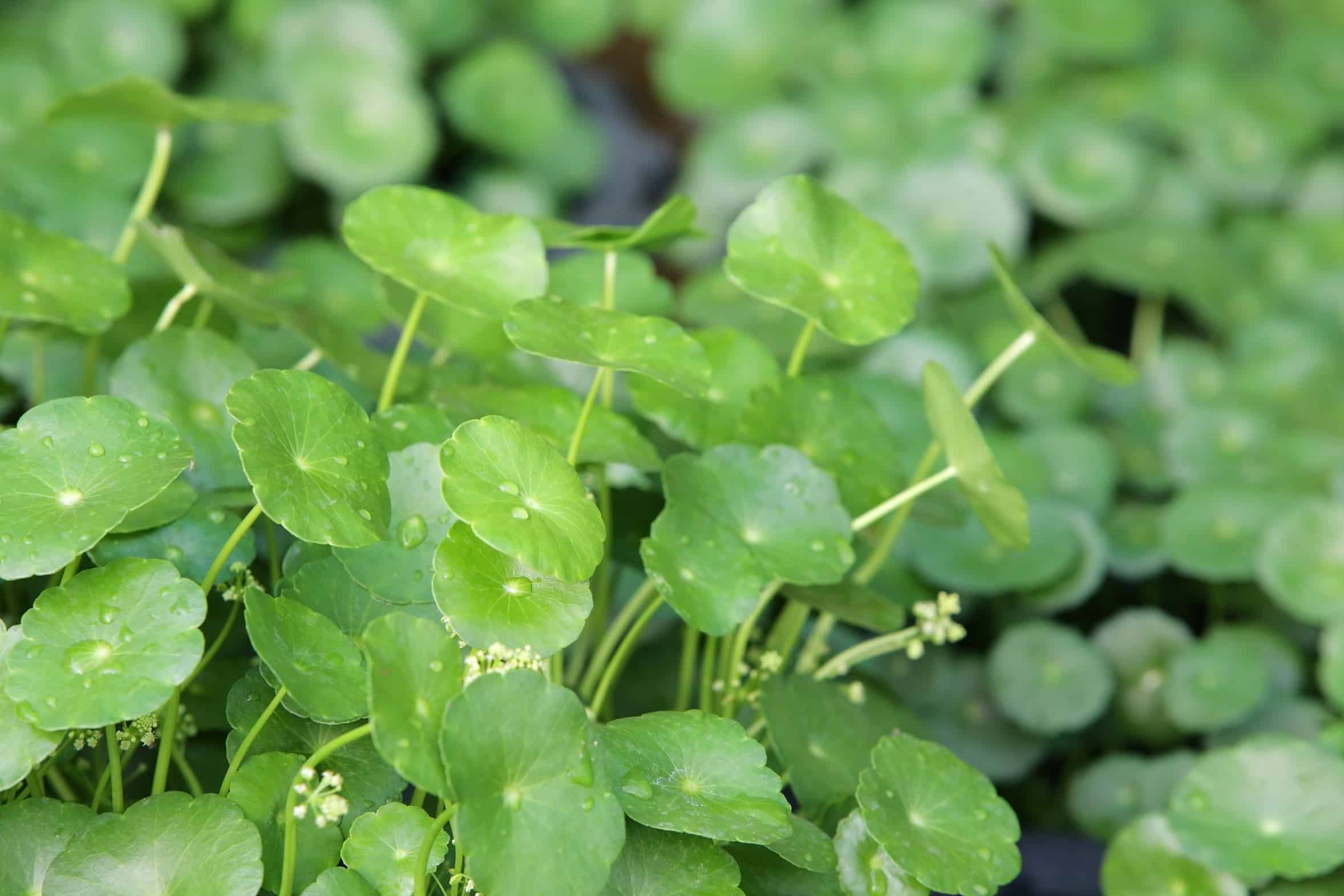 Photographie de Gotu kola