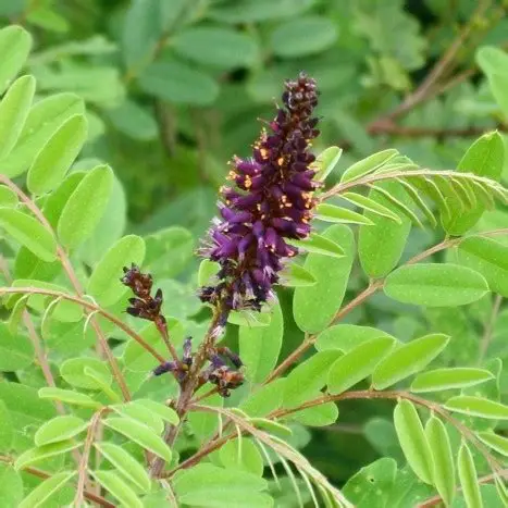 Photographie de Indigotier faux, Faux indigo, Desert false indigo