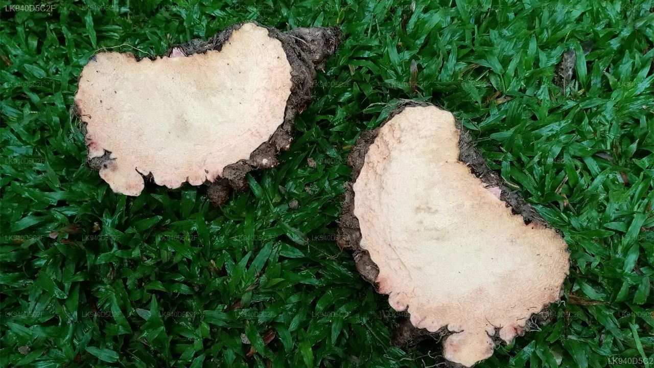 Photographie de Elephant foot yam, Suran