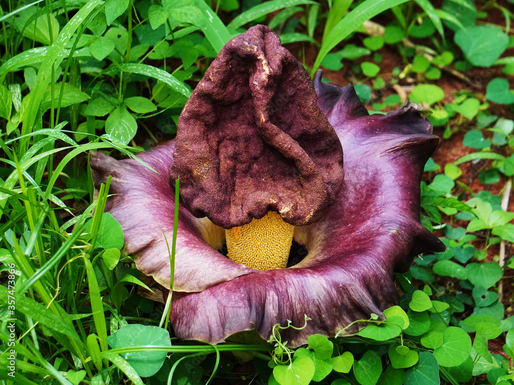 Photographie de Elephant foot yam, Suran