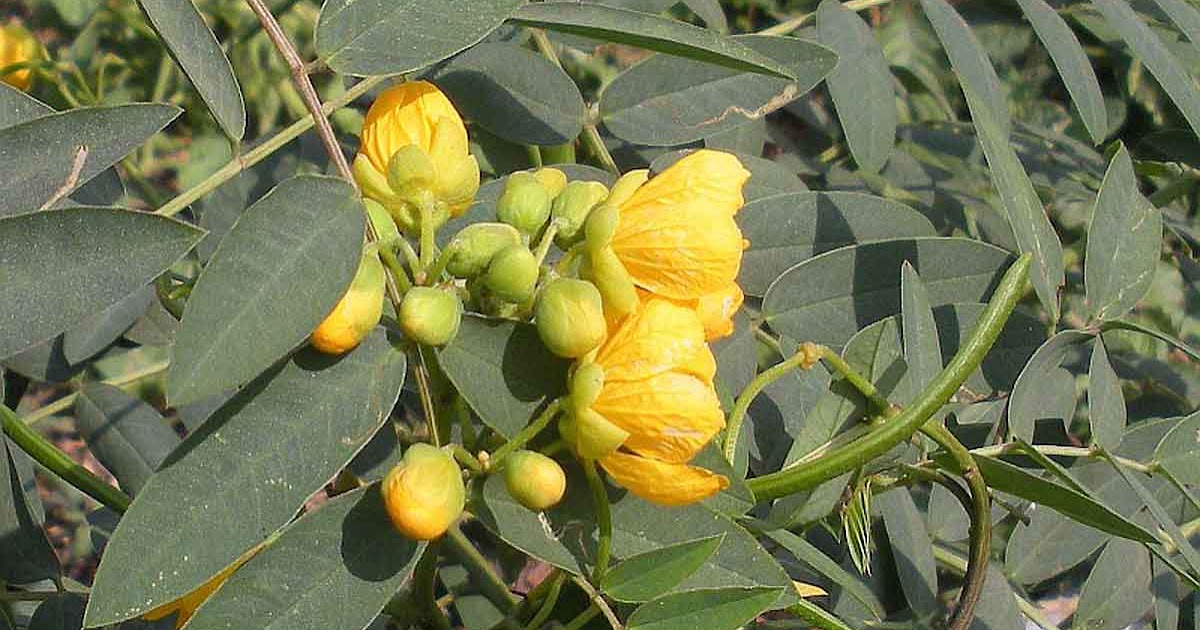 Photographie de Séné Poivré