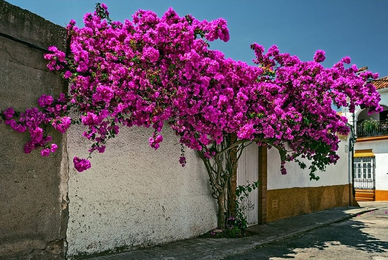 Photographie de Bougainvillier
