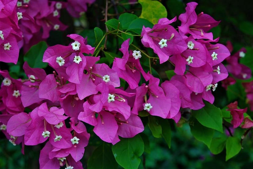 Photographie de Bougainvillier