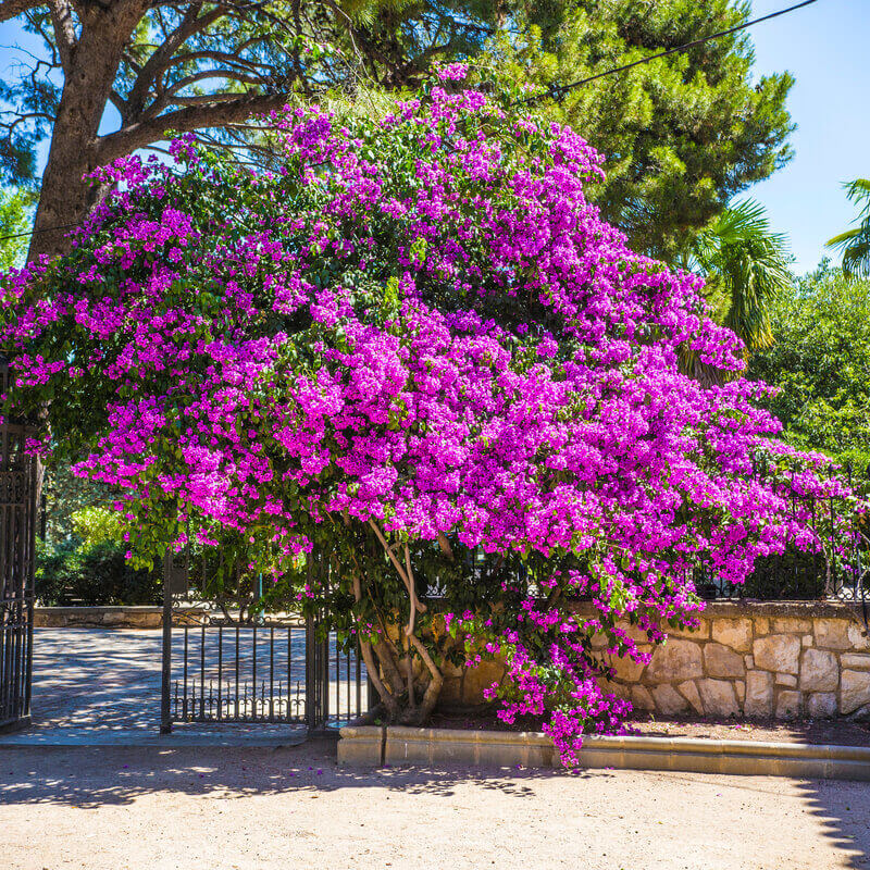 Photographie de Bougainvillier