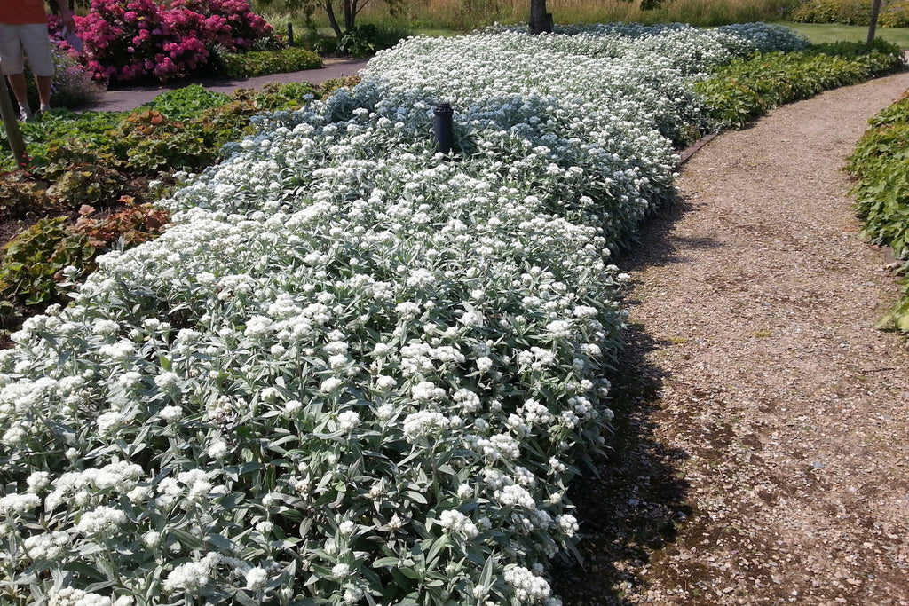 Photographie de Himalayan pearly everlasting