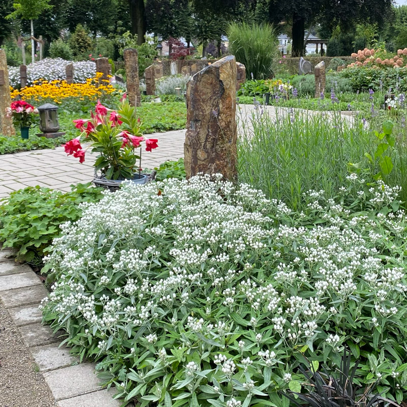 Photographie de Himalayan pearly everlasting