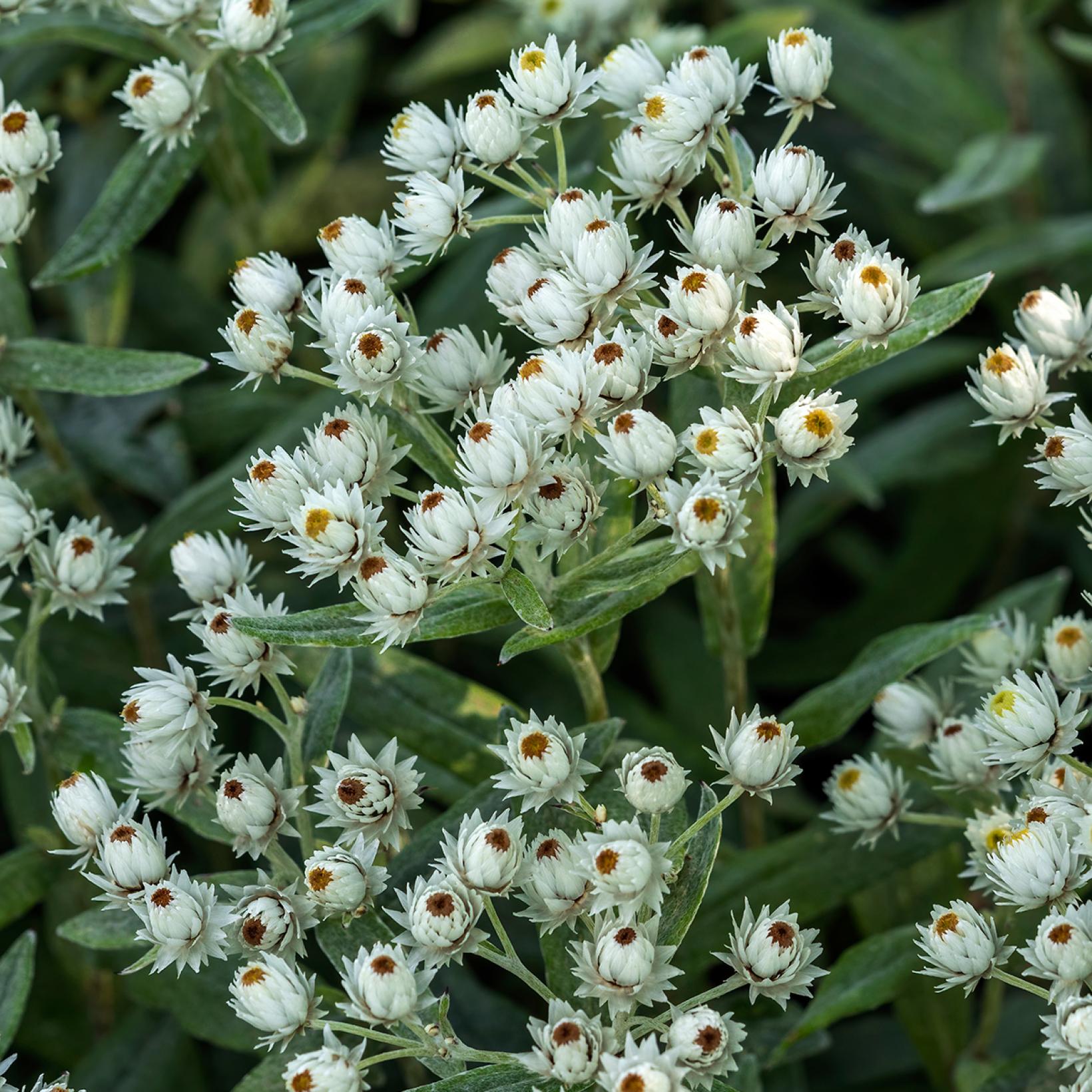 Photographie de Himalayan pearly everlasting