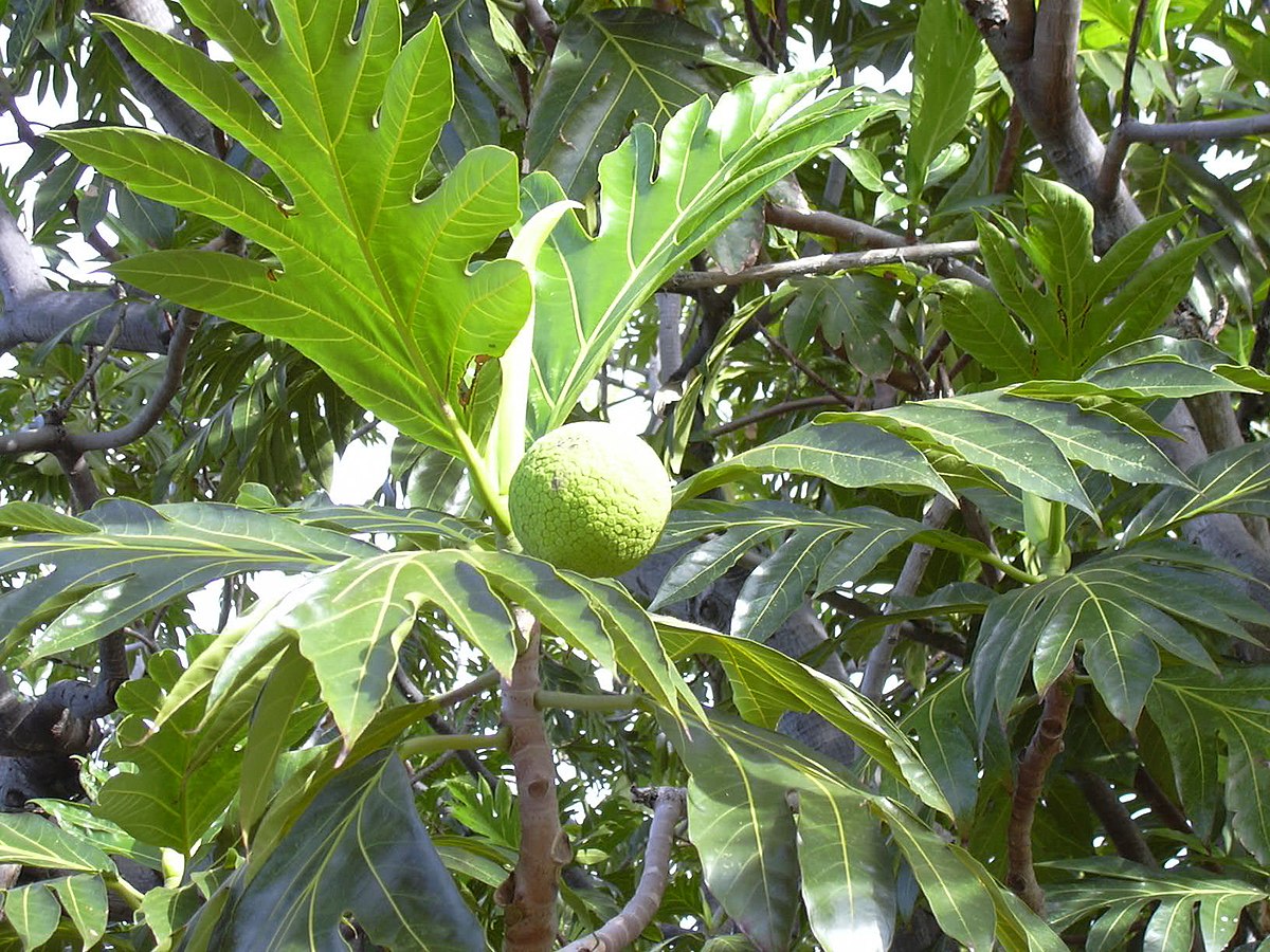Photographie de Arbre à pain