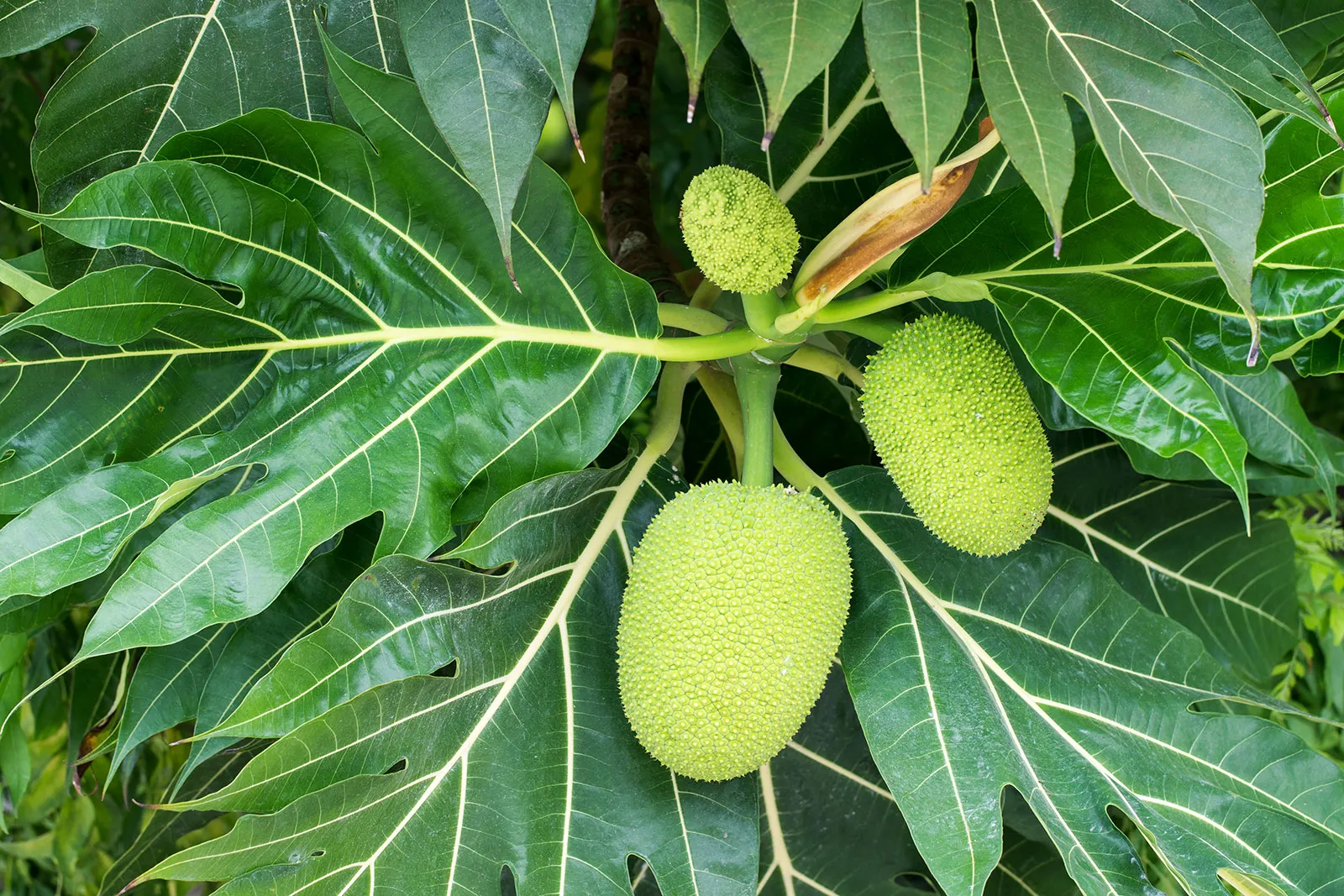 Photographie de Arbre à pain