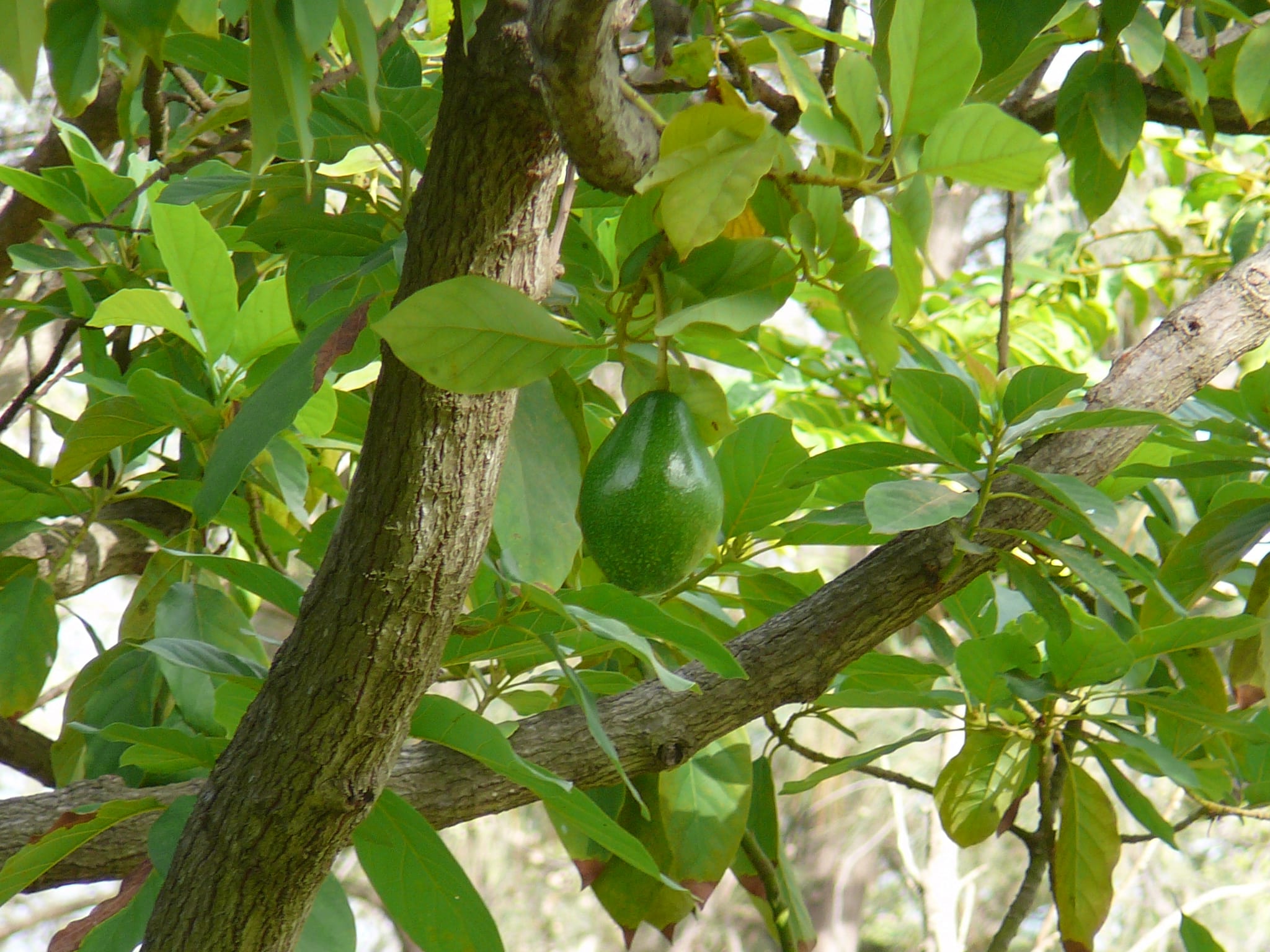 Photographie de Avocat
