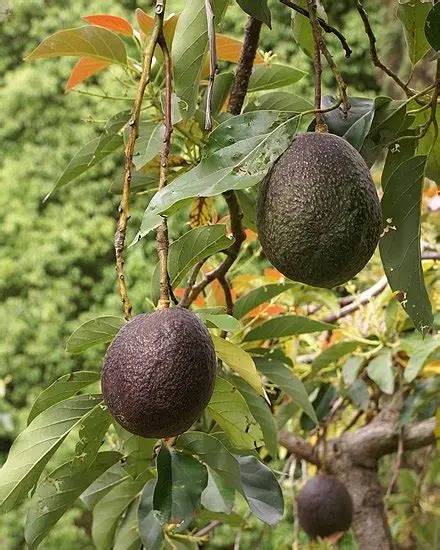 Photographie de Avocat