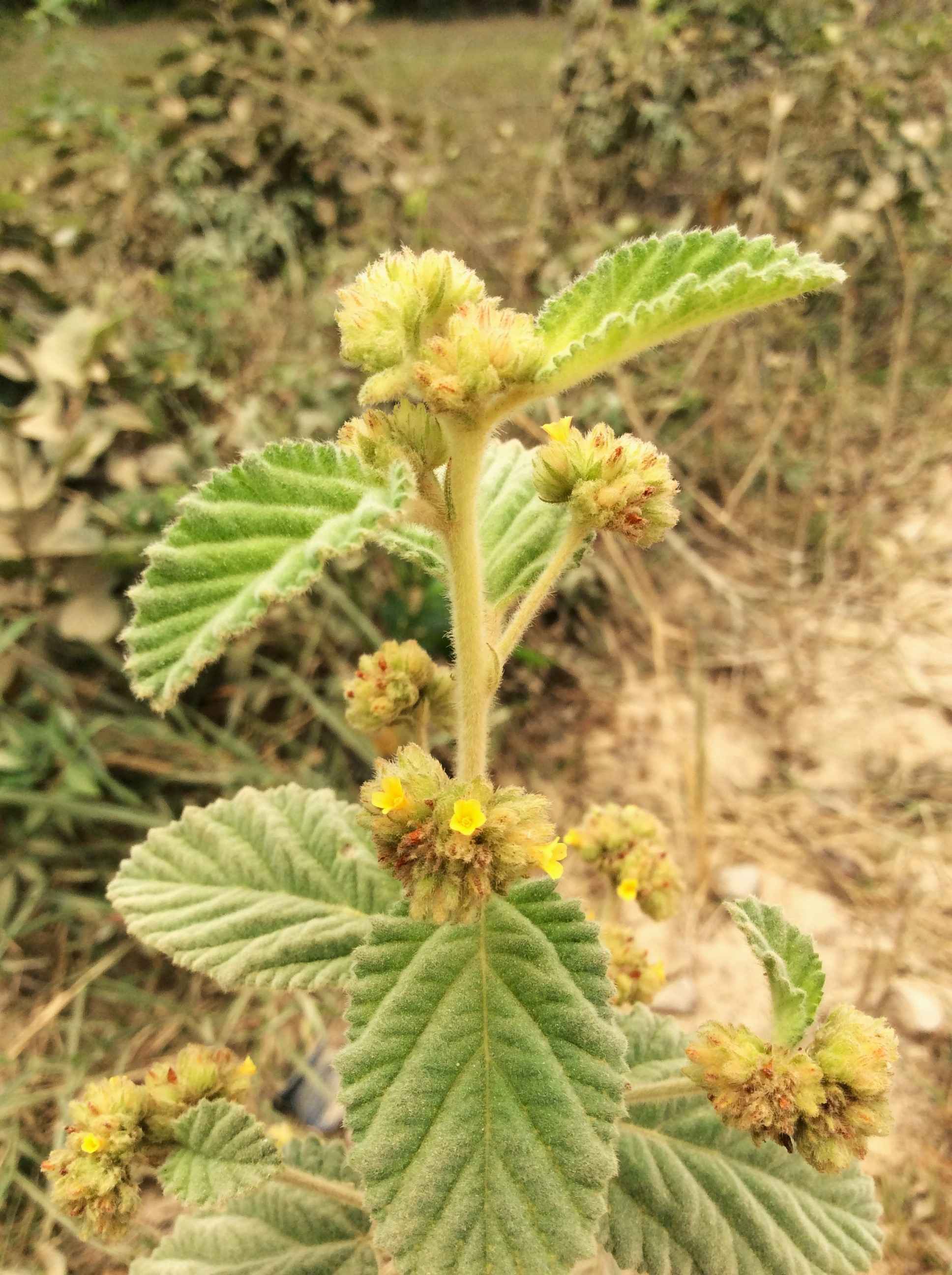 Photographie de Feuille de Velours