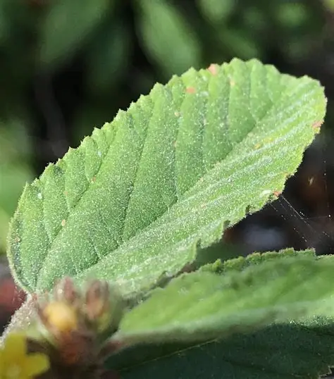 Photographie de Feuille de Velours
