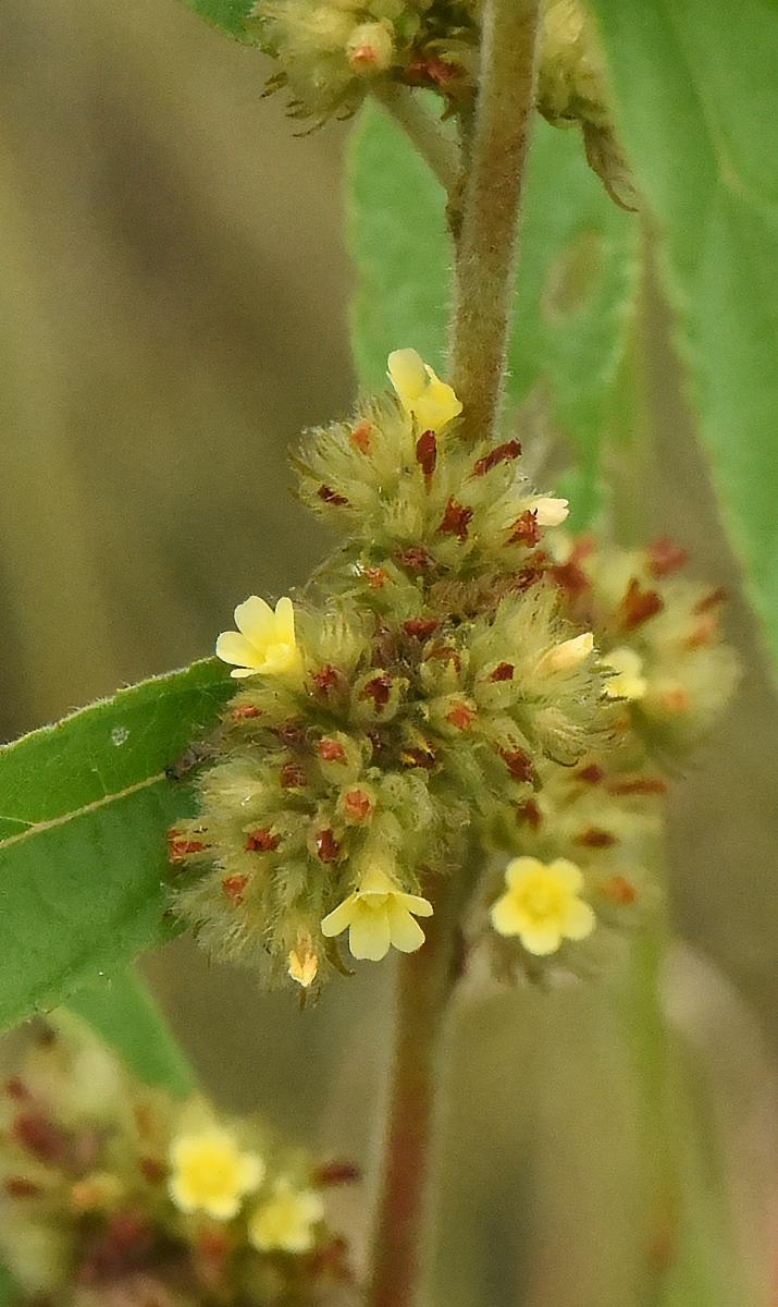 Photographie de Feuille de Velours