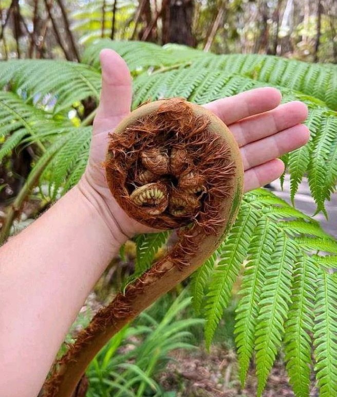 Photographie de King fern, Giant fern