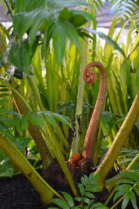 Photographie de King fern, Giant fern