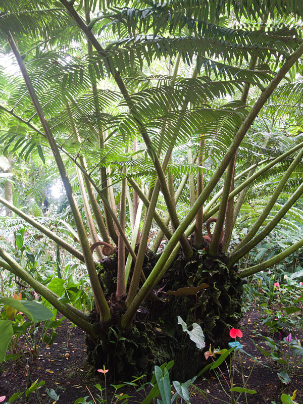 Photographie de King fern, Giant fern