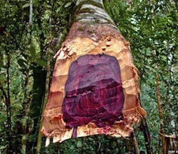 Photographie de Rosewood, Pau-rosa