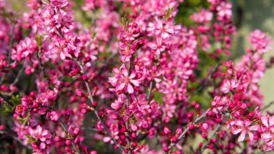 Photographie de Rosewood, Pau-rosa