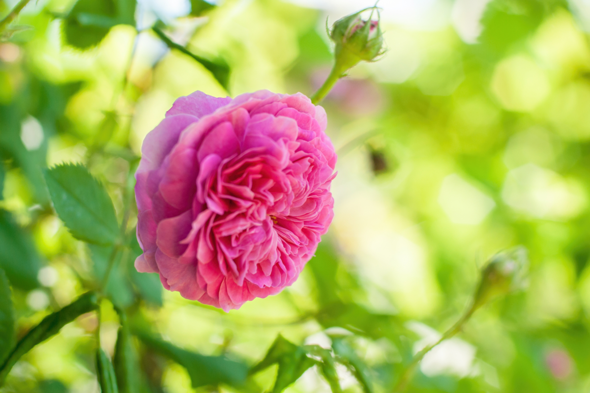 Photographie de Rose de Damas