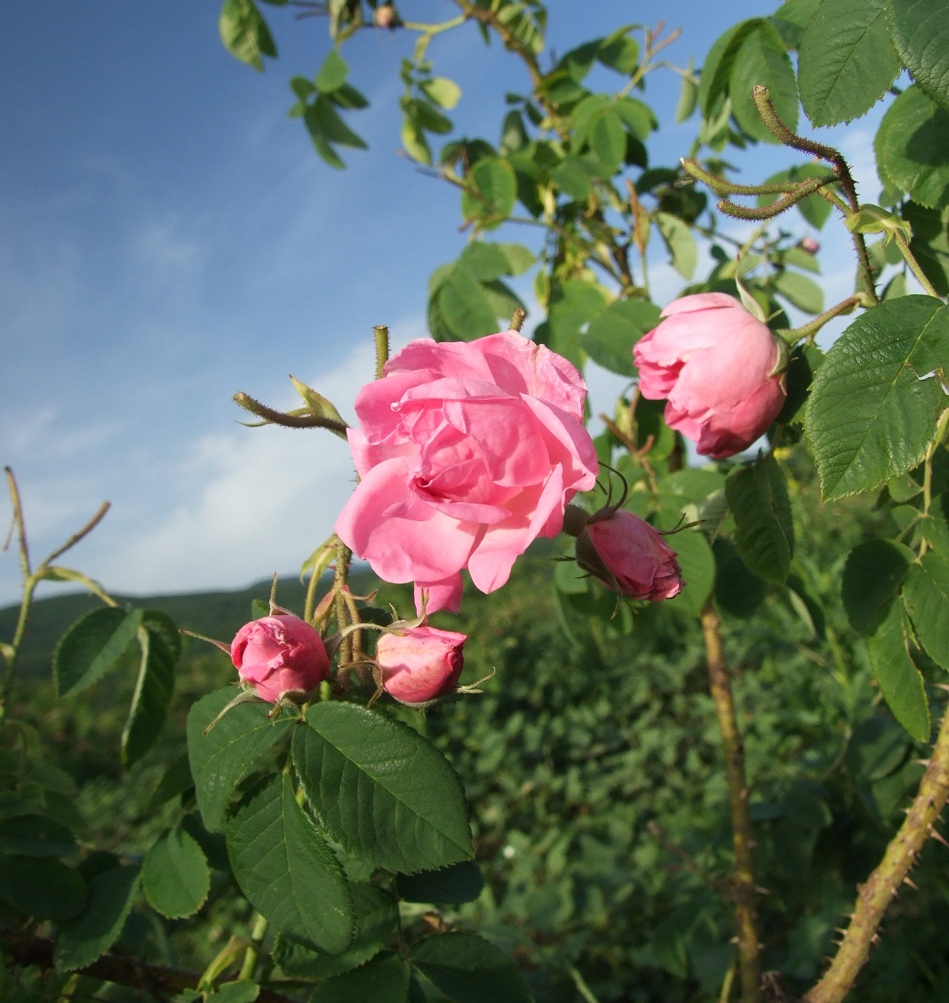 Photographie de Rose de Damas