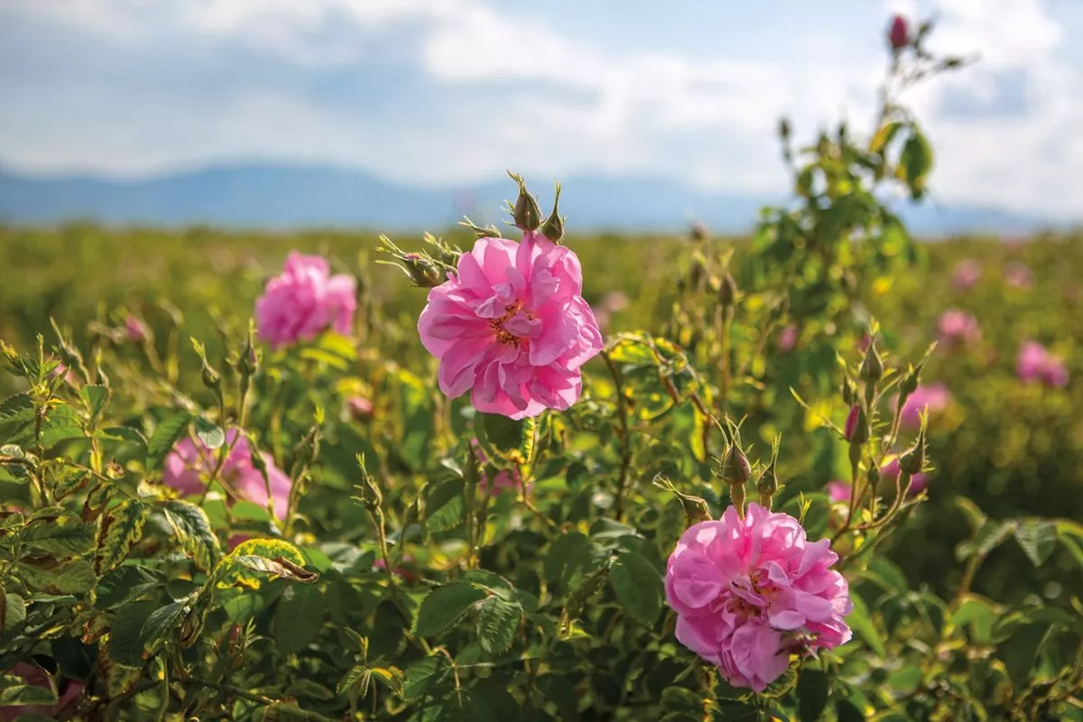 Photographie de Rose de Damas