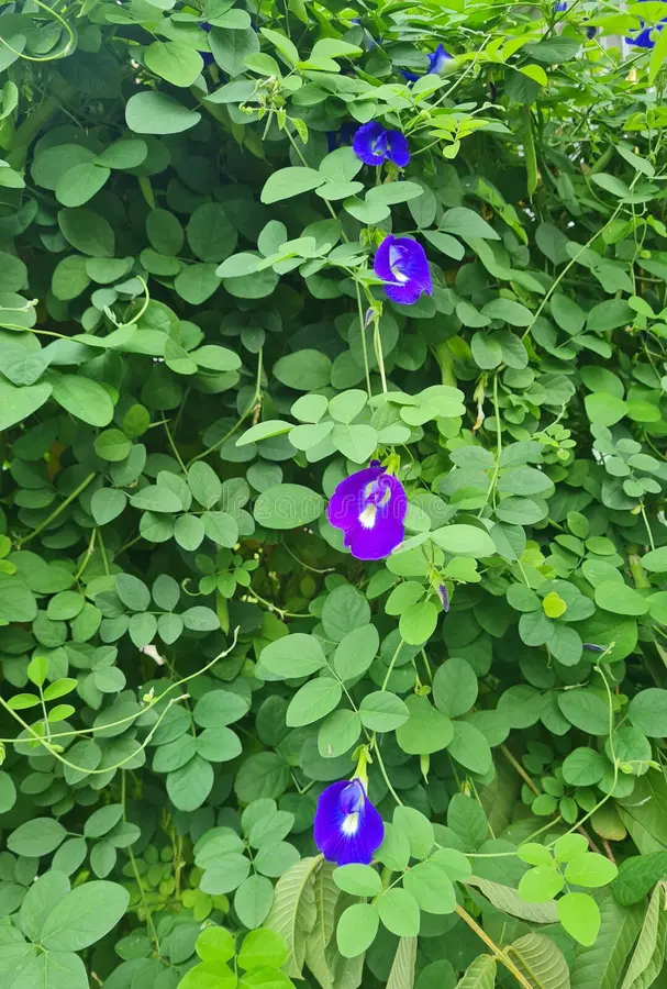Photographie de Pois Papillon