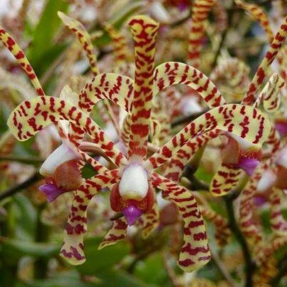 Photographie de aeris - Orchidée araignée