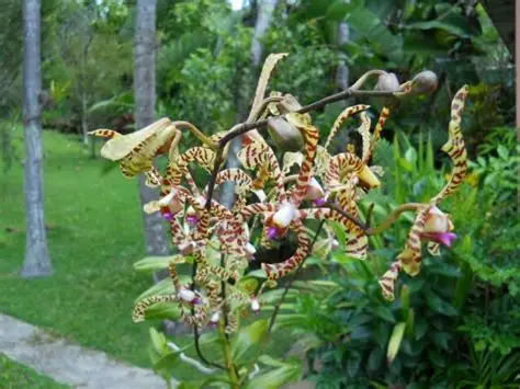 Photographie de aeris - Orchidée araignée