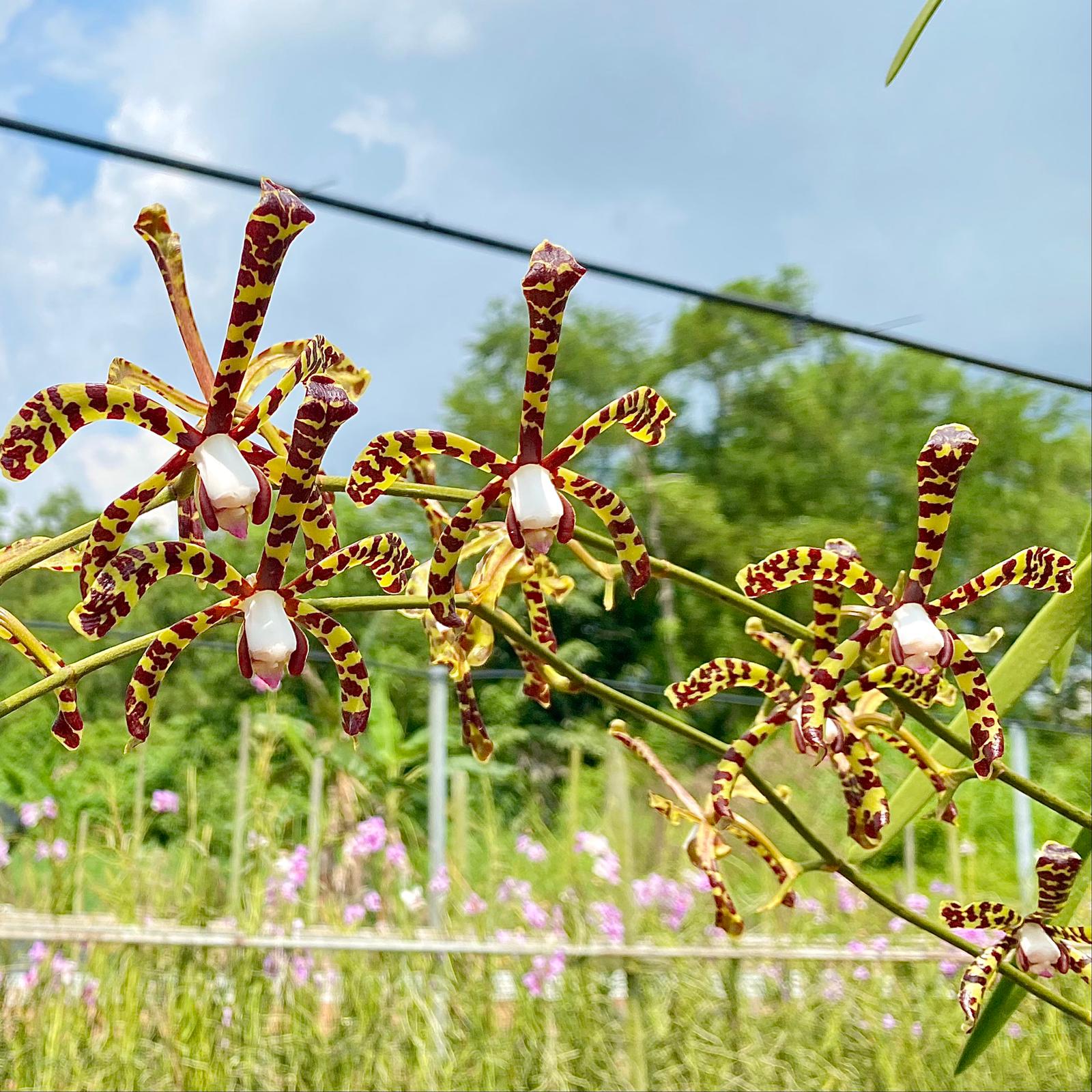 Photographie de aeris - Orchidée araignée