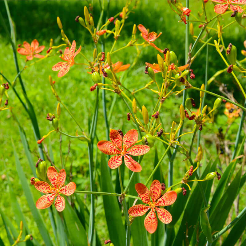 Photographie de Fleur Léopard