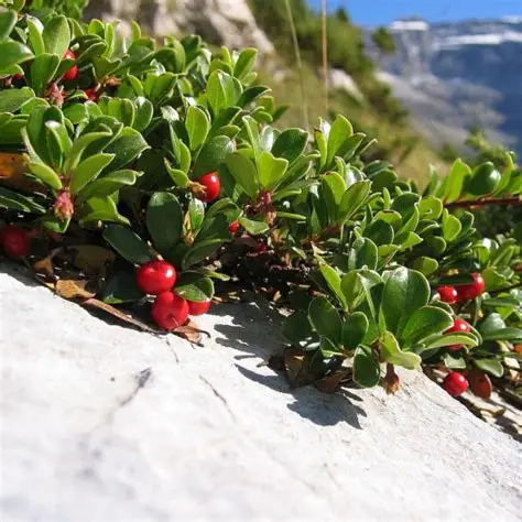 Photographie de ursi - Busserole, Raisin d’ours
