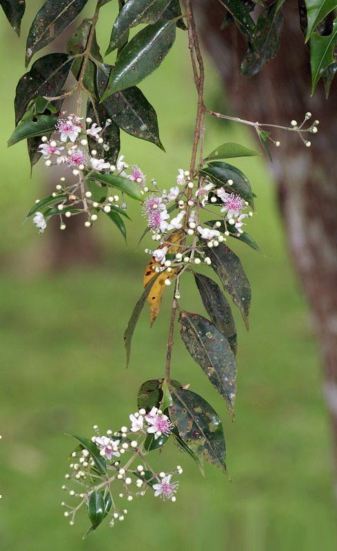 Photographie de Arbre du Tailleur