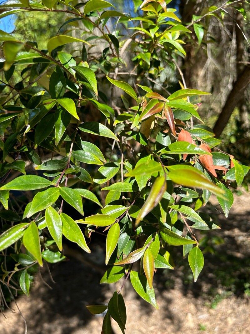 Photographie de Arbre du Tailleur