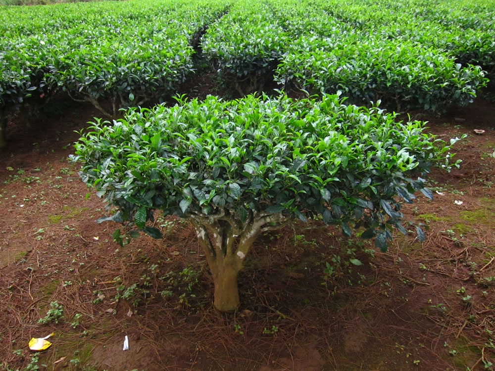 Photographie de Arbre à Thé