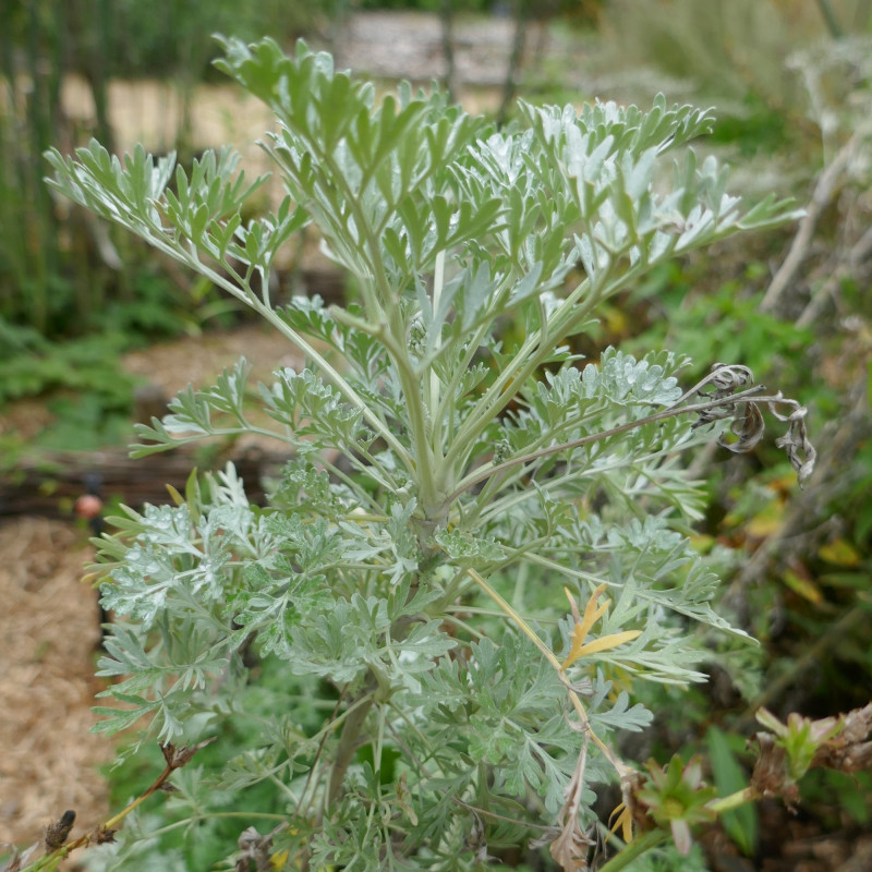 Photographie de Absinthe, Grande absinthe, Wormwood
