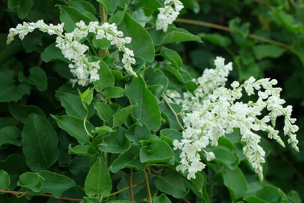 Photographie de Renouée à Fleur