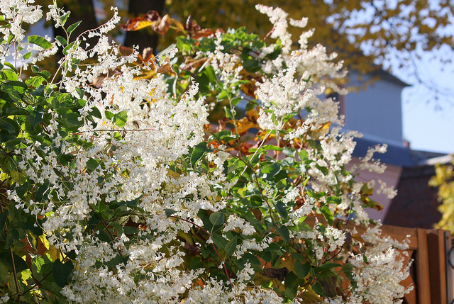 Photographie de Renouée à Fleur